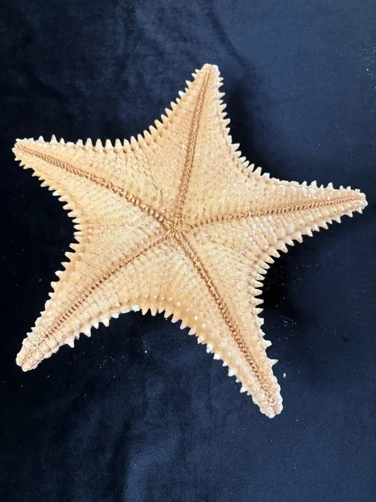 Collectible Natural Starfish and Coral Display - Golden and Cream - Picture 4 of 12